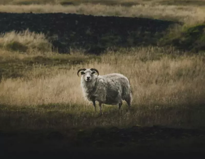 Sheep in Iceland