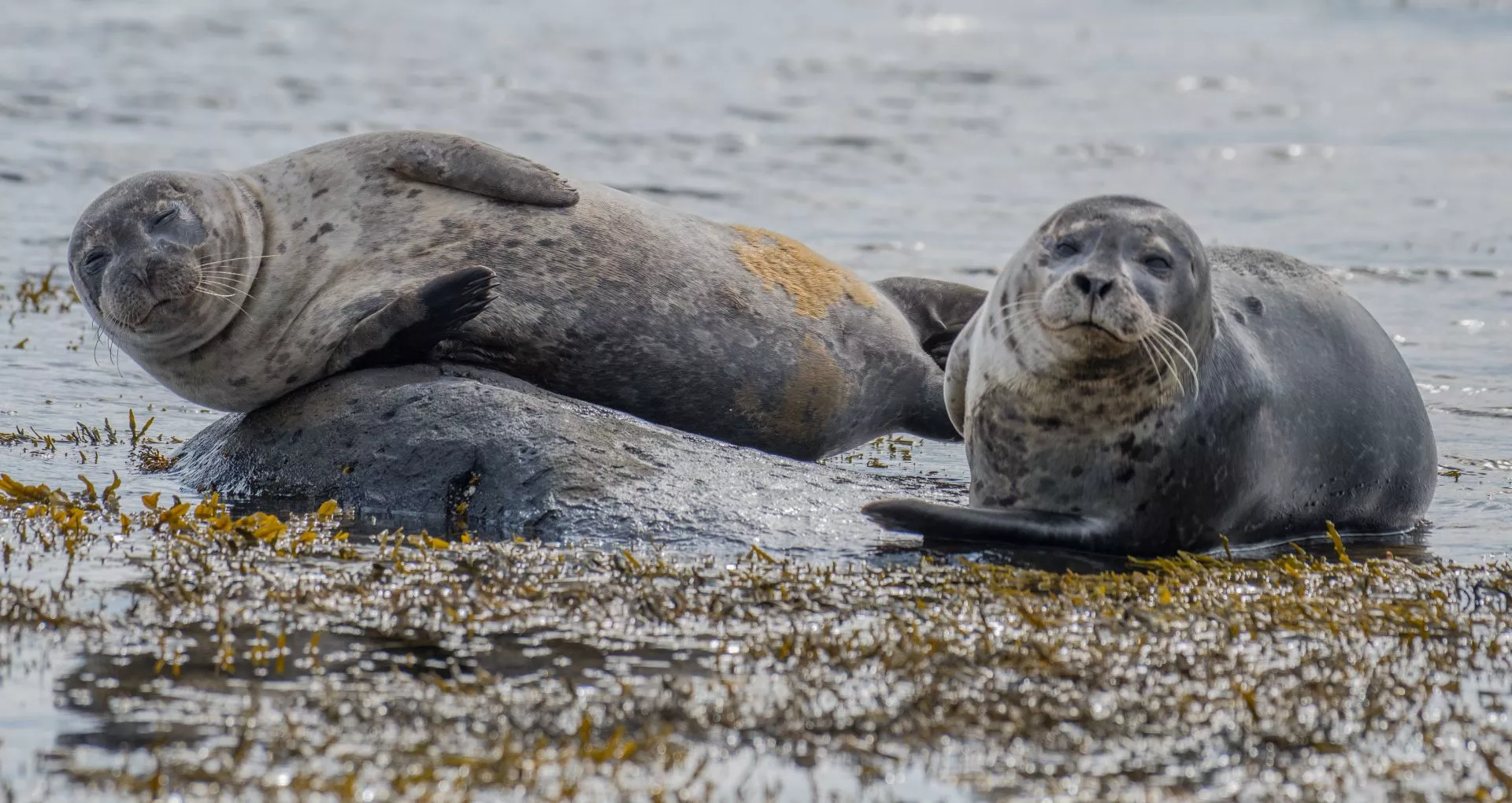 Seals in Ytri-Tunga