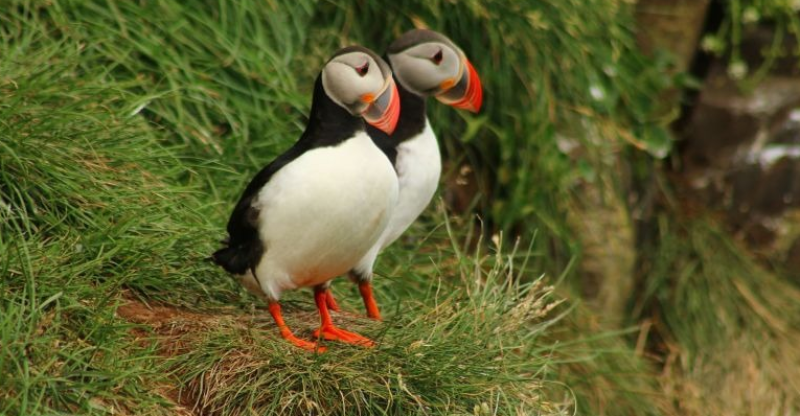 puffin-3903951_1920.jpg