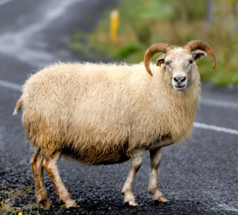 sheeponroadiceland.jpg